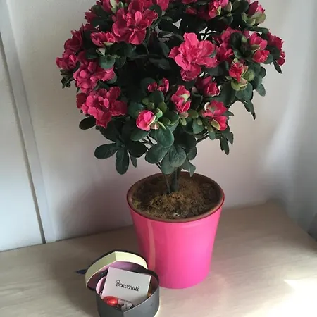 Cascina Angela Bed & Breakfast Gavi